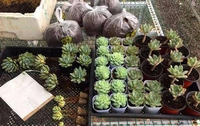 地攤起步，200元創業 他的禮品花卉銷售傳奇