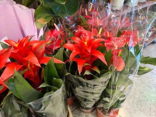 年銷花卉為春節添彩，禮品花卉市場綻放新春