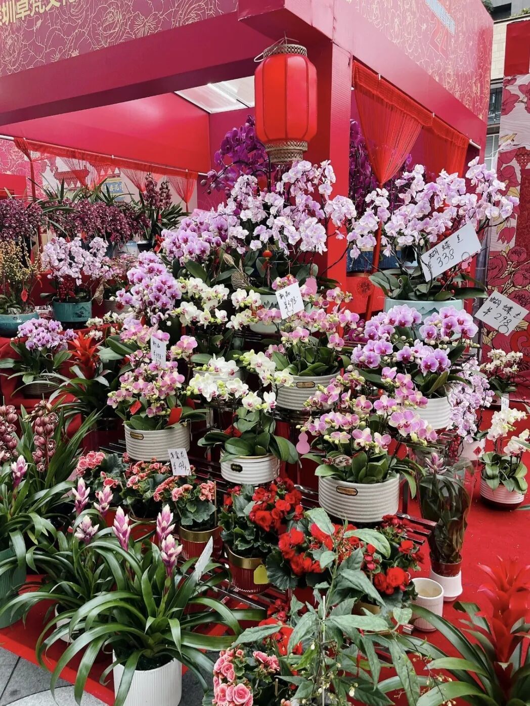 成都金溫江年宵花市2月8日開市，禮品花卉銷售熱力四射